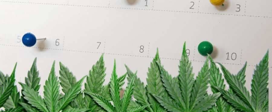 cannabis events affected by the coronavirus
